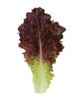 KS 160 - насіння салату тип Батавія 5 грам, Kitano Seeds