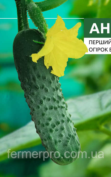 Насіння огірка Анвар F1, 1000 сем. Clause