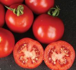 ШАСТА F1 — насіння томата, Lark Seed 1 000 насіння