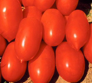 САННІ F1 - насіння томату, Spark Seed