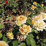 Троянда Хані Діжон. Грандіфлора., фото 2