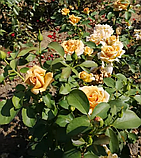 Троянда Хані Діжон. Грандіфлора., фото 3