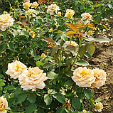 Троянда Хані Діжон. Грандіфлора., фото 5