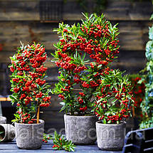 Піраканта карликова Ред Стар / Pyracantha coccinea Red Star, фото 4