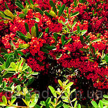 Піраканта карликова Ред Стар / Pyracantha coccinea Red Star, фото 6