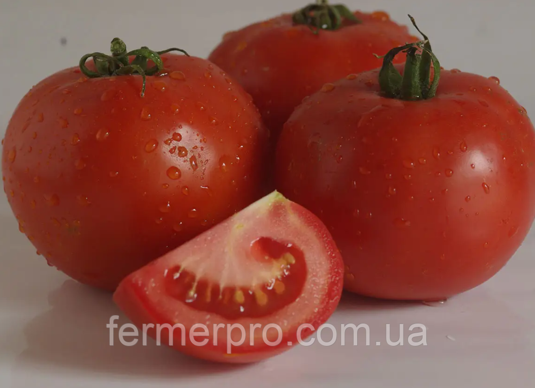 Насіння томата Дайсон F1, 1000 насіння, Esasem, фото 1