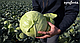 Семена капусты Тореадор F1,  2500 семян Syngenta, фото 4