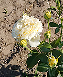 Троянда Сірано де Бержерак. Плетиста., фото 2