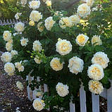 Троянда Сірано де Бержерак. Плетиста., фото 3