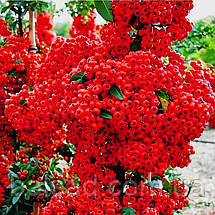 Піраканта карликова Ред Стар / Pyracantha coccinea Red Star, фото 5