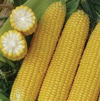 ЕКСИЛЕНТ F1 — насіння кукурудзи, Lark Seed