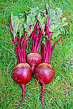 Свекла Ред Сан(Red Sun F1) Unigen Seeds США 5000 шт, фото 3