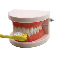 Модель Гігієна Зубів. Верхня і нижня щелепи людини. Освітній набір догляду за зубами