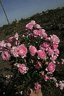 Штамб Бело-розовая почвопокровная роза.