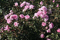 Штамб Біло-рожева почвопокровная троянда., фото 3