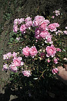 Штамб Біло-рожева почвопокровная троянда., фото 5