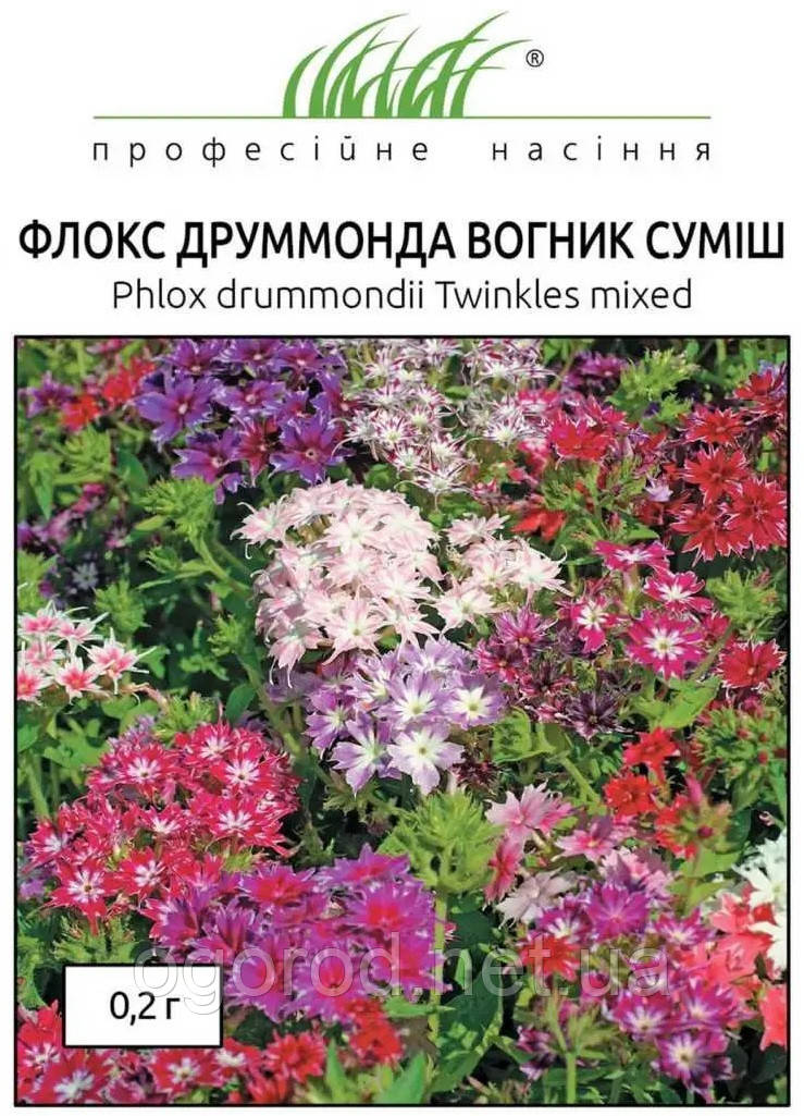 Флокс Вогник насіння 0,2 грам Hem Zaden, Голландія