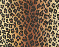Обои AS-Creation Decora Natur 6630-16 тигровые обои 053*10