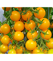 Семена томата Стар Голд F1, 500 семян, Esasem