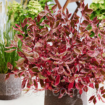 Дерен білий Міракл / С3 / Cornus alba Miracle, фото 1