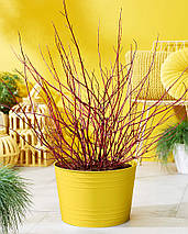 Дерен білий Міракл / С3 / Cornus alba Miracle, фото 4