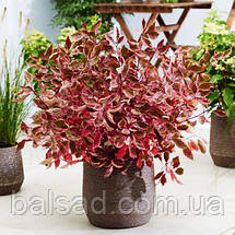 Дерен білий Міракл / С3 / Cornus alba Miracle, фото 6