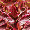 Дерен білий Міракл / С3 / Cornus alba Miracle, фото 7