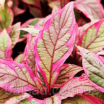 Дерен білий Міракл / С3 / Cornus alba Miracle, фото 3