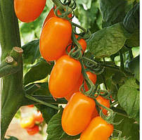 Насіння томата Фантіно F1 250 насіння Esasem