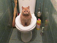 Набор для приучения кошек к туалету к унитазу CitiKitty Cat туалет для кошек кошачий туалет для дома