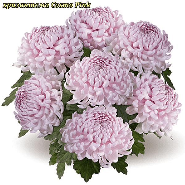 Саджанці хризантема Cosmo Pink (Космо Рінк) 3 саж у гір с2
