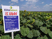 Соняшник #есальфа під Гранстар, 51ц/га. Насіння соняшника ЄС Альфа #ЕлітаСелект A-G. Преміум, фото 11