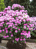 Rhododendron Roseum Elegans контейнер 4-год, фото 4
