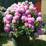Rhododendron Roseum Elegans контейнер 4-год, фото 3