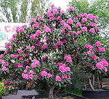 Rhododendron Roseum Elegans гор 1.3,, фото 5