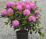 Rhododendron Roseum Elegans 1.5, 3года, фото 2