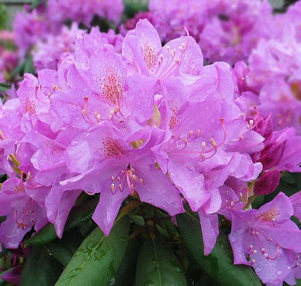 Rhododendron Roseum Elegans гор 1.3,