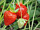 Розсада полуниці Ксанте (Xante) — ремонтантна, великоплідна, соковита, фото 3