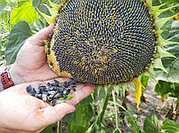 Соняшник ранній Джин 90-95 днів. Урожайний сорт кондитерський Джин 37ц/га. Стійкий до посухи та вовчка A-F, фото 10