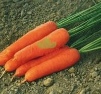 Ступицька семена моркови Нантес