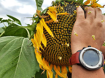 Ранній соняшник Лакомка, Урожайний кондитерський сорт Лакомка 85-90 днів, 31-35 ц/га. Фракція 3,6 +/3,8 +/4,0