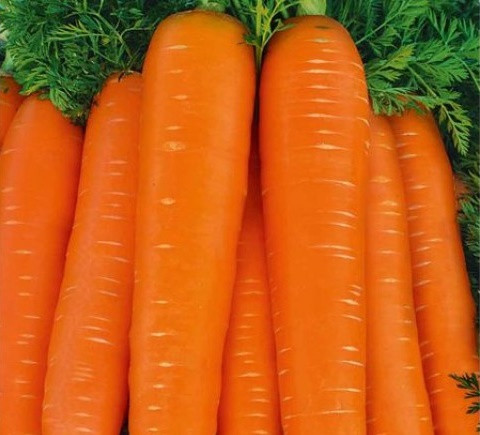 Тінга насіння моркви Флаке