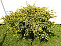 Ялівець лускатий Holger 2 річний, Ялівець лускатий Холгер, Juniperus squamata Holger