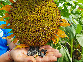 Сорт соняшнику ЛАКОМКА, Урожайний кондитерський сорт Лакомка 85-90 днів, 31-35 ц/га. Фракція 3,8-4,0