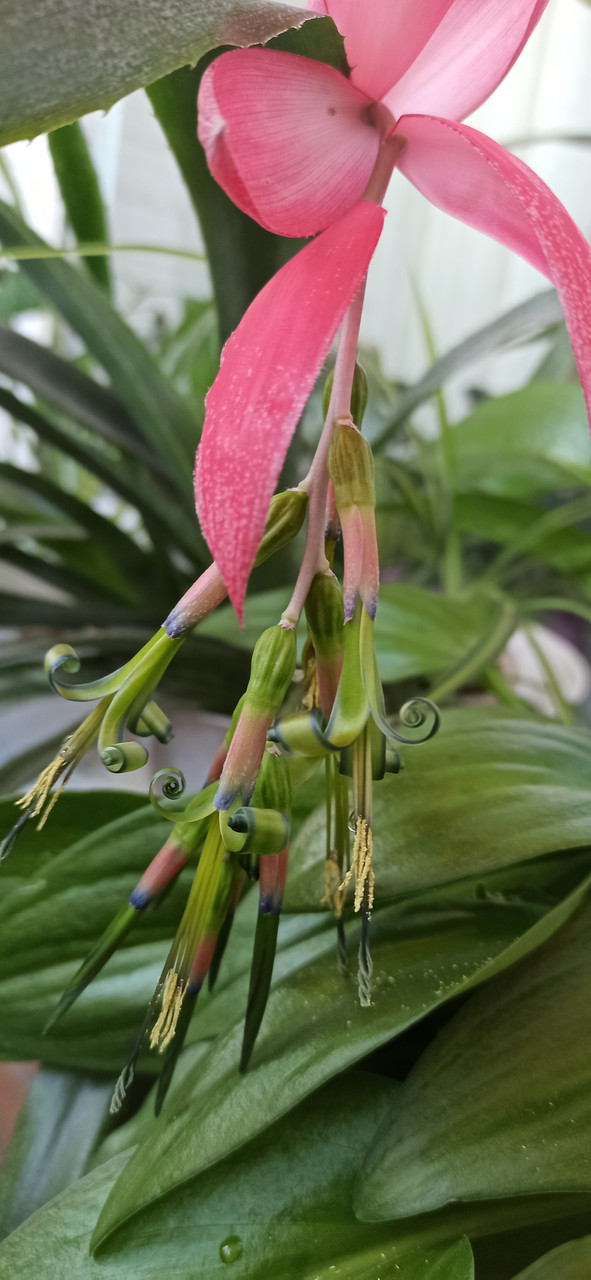 Більбергія чудова, фото 1