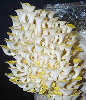 Мицелий (грибница) ВЕШЕНКИ ЛИМОННО-ЖЕЛТОЙ (ЗОЛОТОЙ) маточный зерновой биологически высушеный