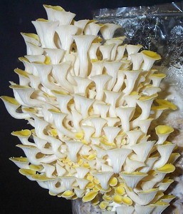 Мицелий (грибница) ВЕШЕНКИ ЛИМОННО-ЖЕЛТОЙ (ЗОЛОТОЙ) маточный зерновой биологически высушеный - фото 1 - id-p1902278