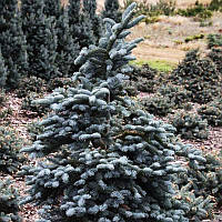 Пихта высокорослая Глаука / С3 h 20-30 / Abies procera Glauca