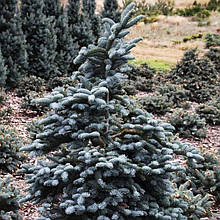 Ялиця високоросла Глаука / С3 h 20-30 / Abies procera Glauca