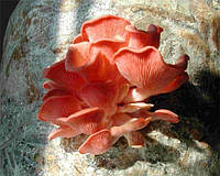 Мицелий (грибница) ВЕШЕНКИ РОЗОВОЙ (РОЗОВЫЙ ФЛАМИНГО) маточный зерновой биологически высушеный